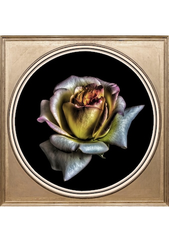 queence Acrylglasbild »Blume« kaufen
