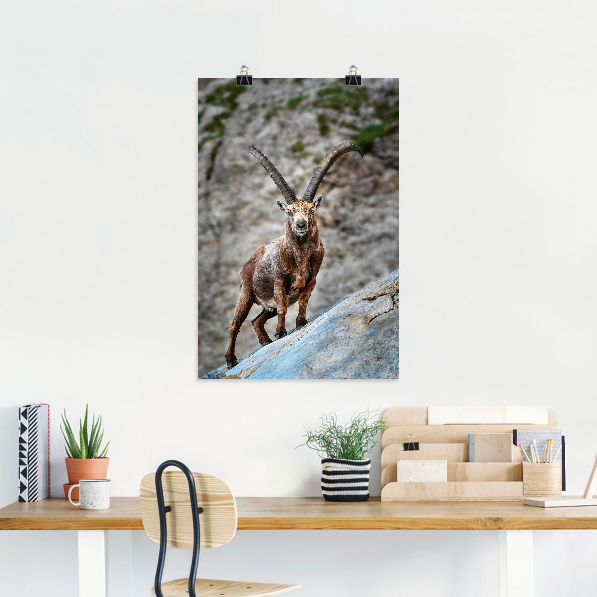 Artland Poster »Steinbock mit großen Hörnern«, Ziegen, (1 St.), als Alubild, Leinwandbild, Wandaufkleber oder Poster in versch. Größen