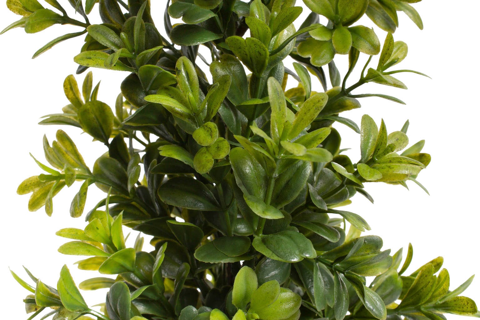 Raten Zimmerpflanze Topf« Botanic-Haus im Künstliche bestellen »Buchsbaum auf