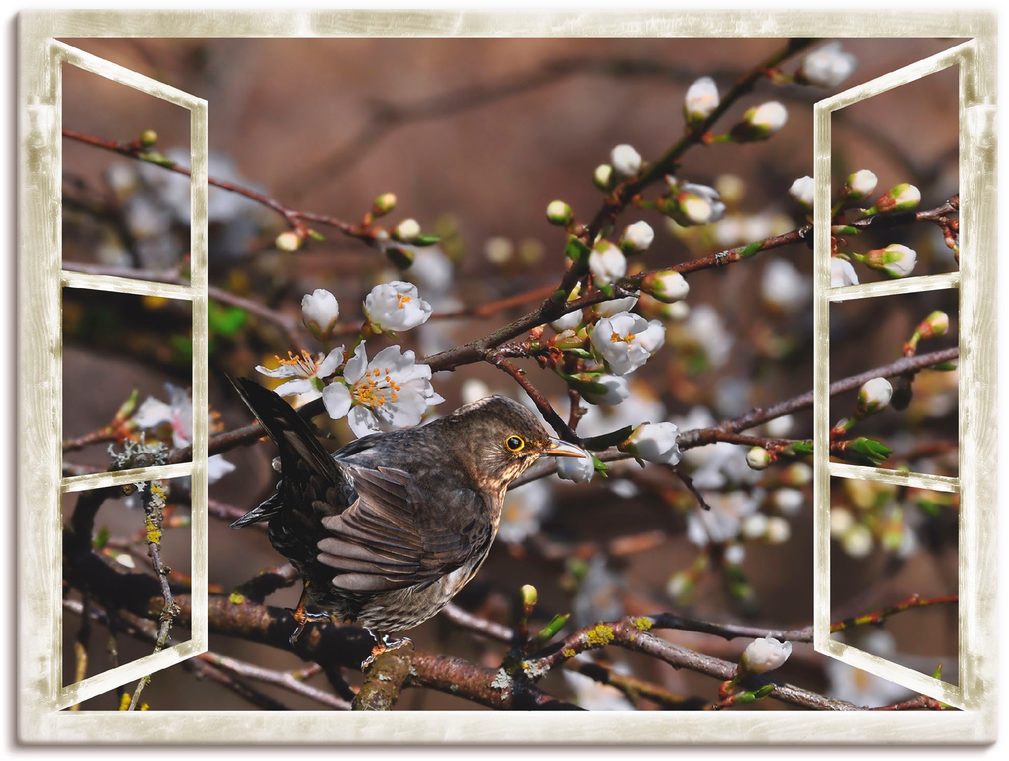 Artland Wandbild »Fensterblick - Kirschblüten mit Amsel«, Vögel, (1 St.), a günstig online kaufen