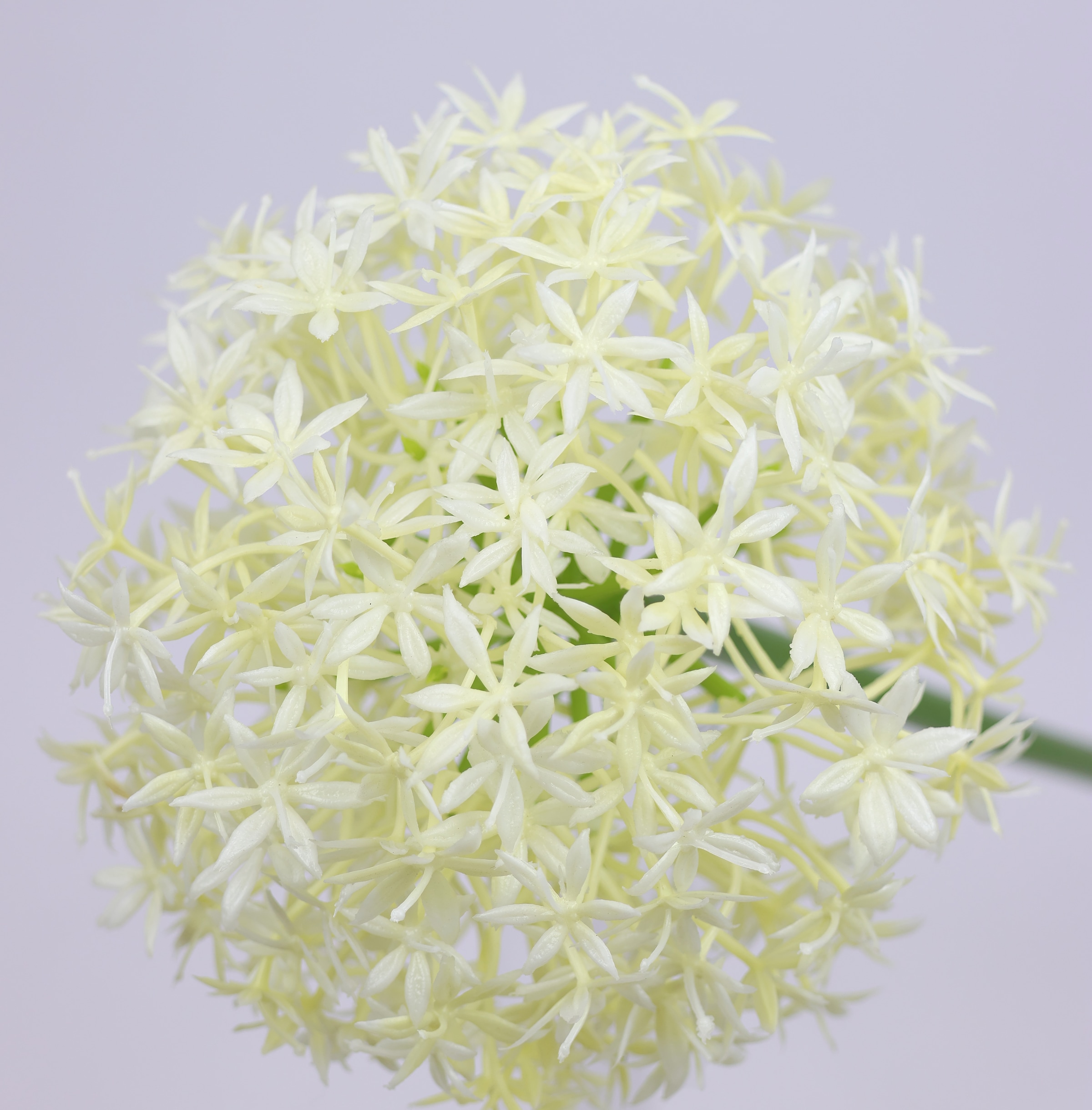 I.GE.A. Kunstblume »Allium Zierlauch«, Stielblume künstliche Blumen, 2er Set