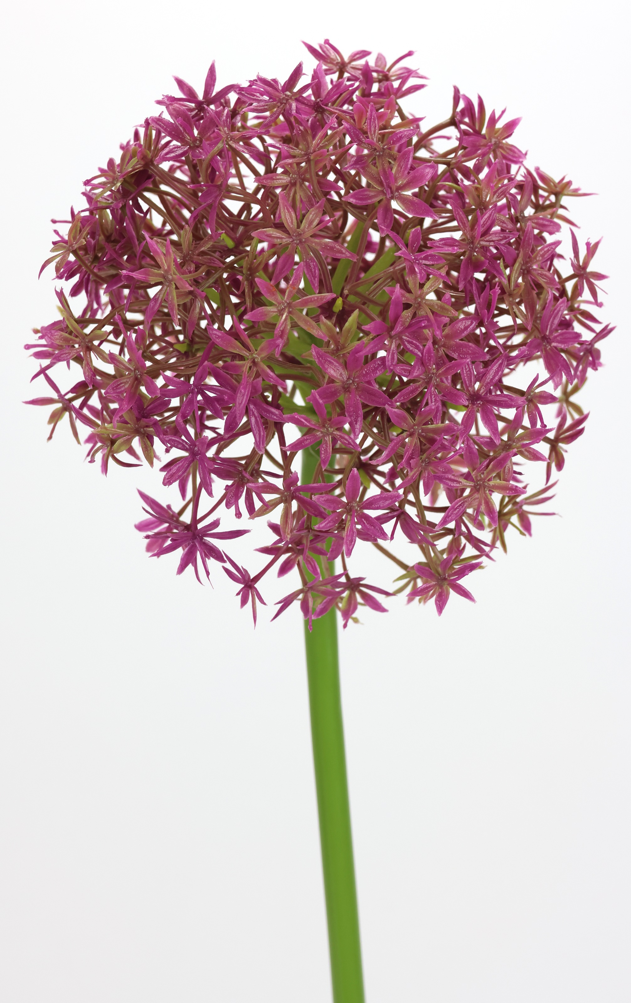 I.GE.A. Kunstblume »Allium Zierlauch«, Stielblume künstliche Blumen, 2er Set
