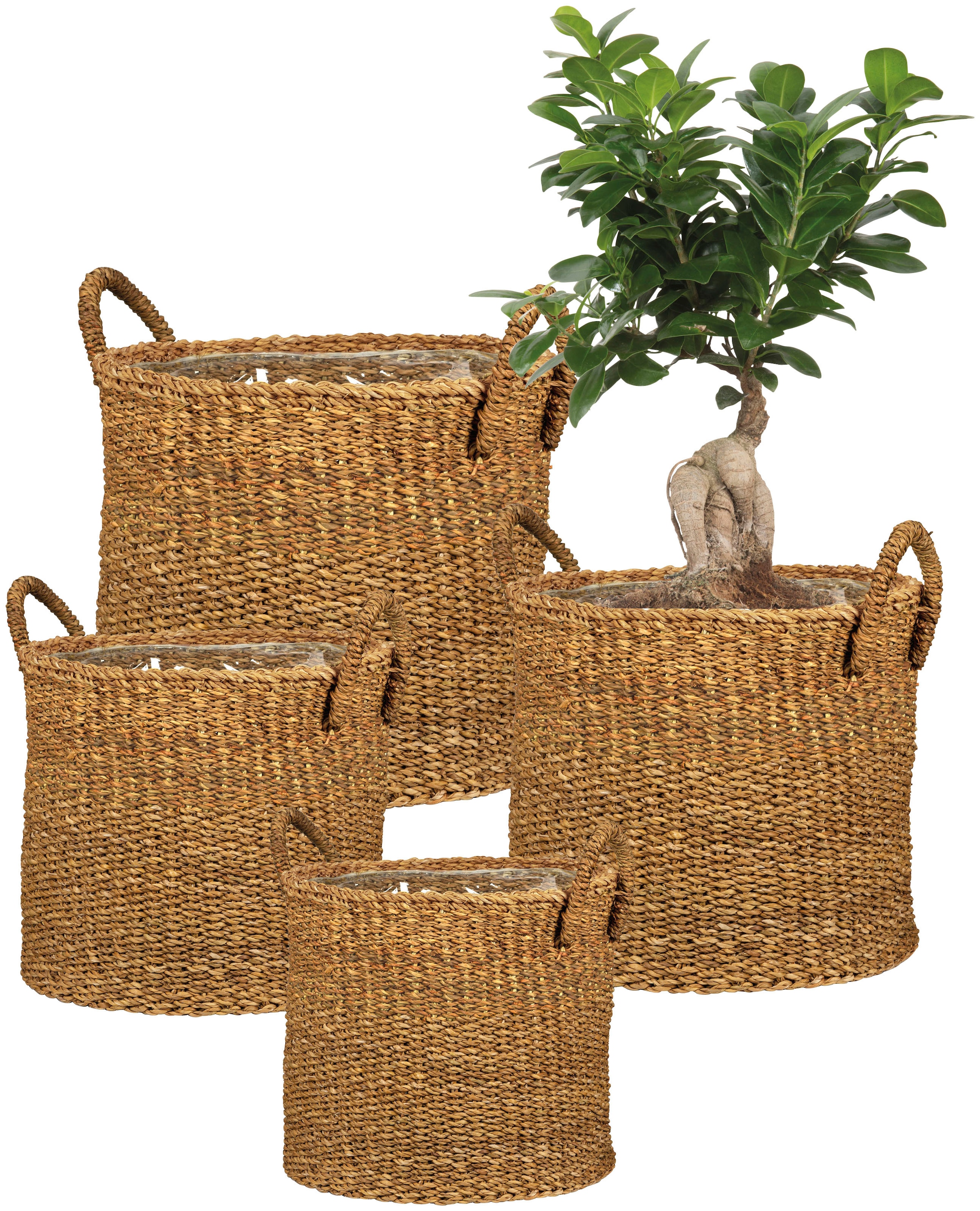 Scheurich Blumentopf »nut 33/516«