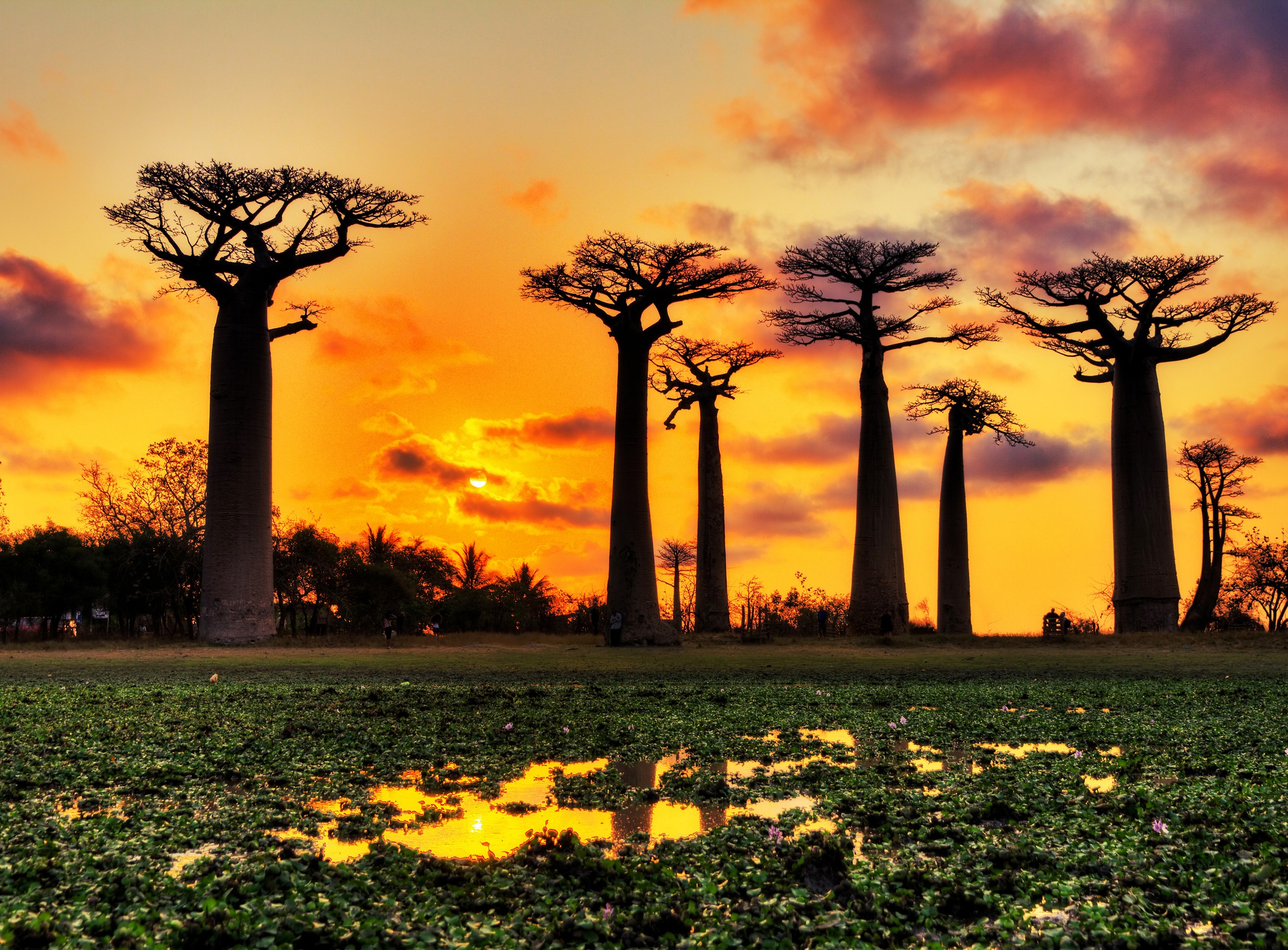 Papermoon Fototapete »Baobabs Trees African Sunset« günstig online kaufen