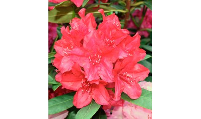 BCM Hecken »Rhododendron 'Nova Zembla'«, (1 St.), Höhe: 30-40 cm, 1 Pflanze kaufen
