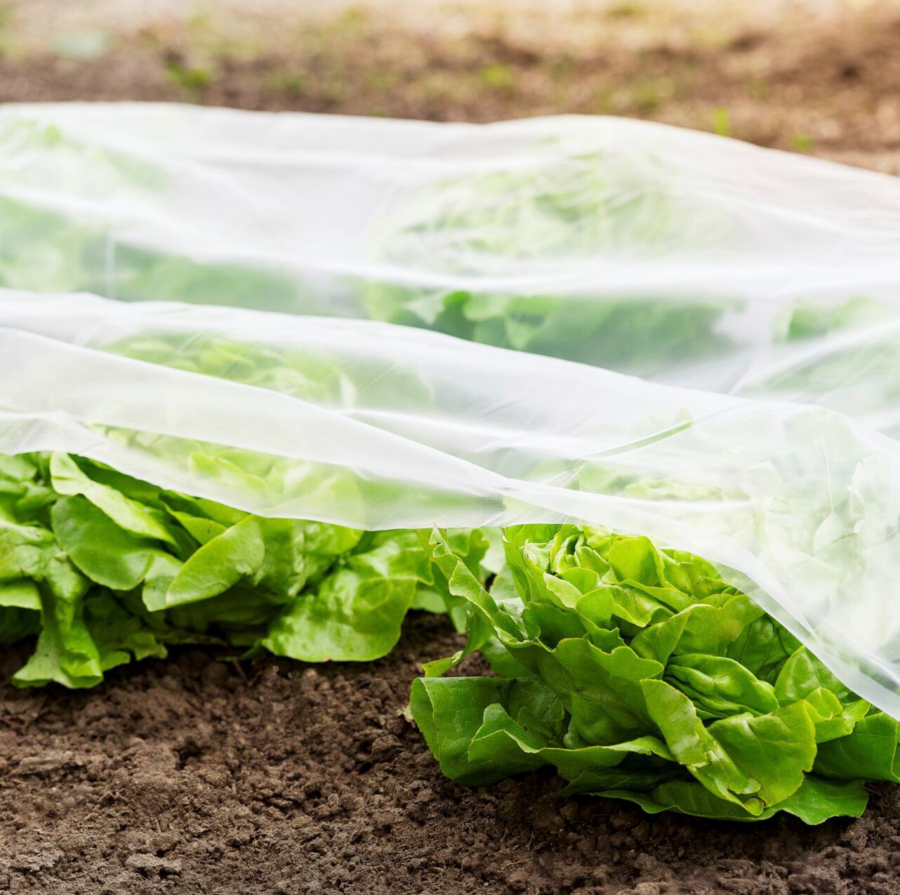 Windhager Schutzplane »SUPERGROW« Frühbeet-Folie, 5x1,35 m