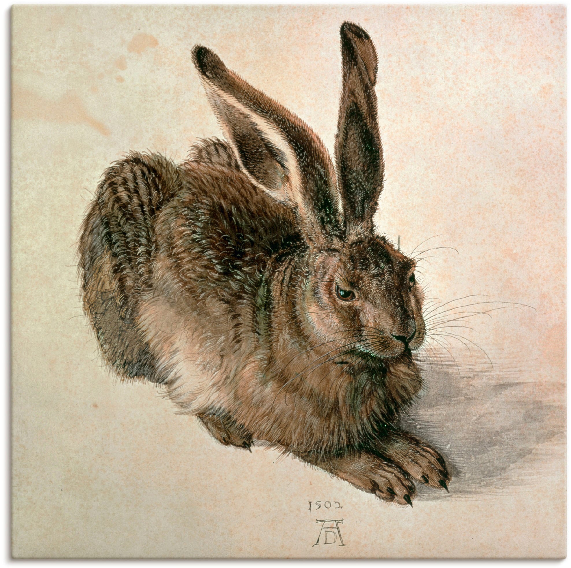 Artland Wandbild »Junger Feldhase. 1502« Wildtiere 1 Stk. tlg. als Leinwand günstig online kaufen