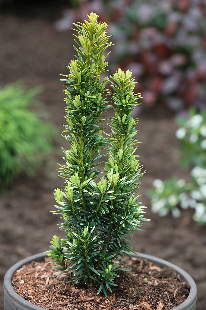 BCM Hecken »Eibe / Taxus 'David'«, (1 St.), Höhe: 50-60 cm, 1 Pflanze kaufen