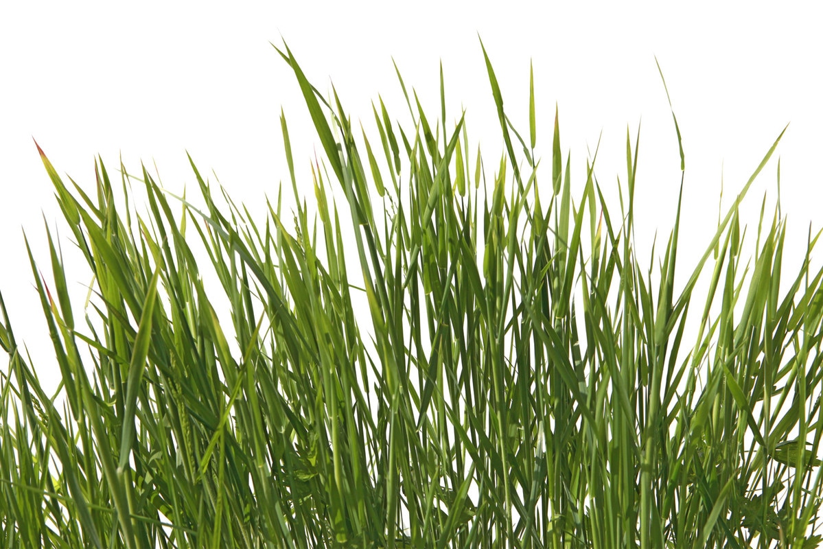 A.S. Création Vliestapete »Gras-Tapete Naturmotiv Grün Weiß Fototapete« mat günstig online kaufen