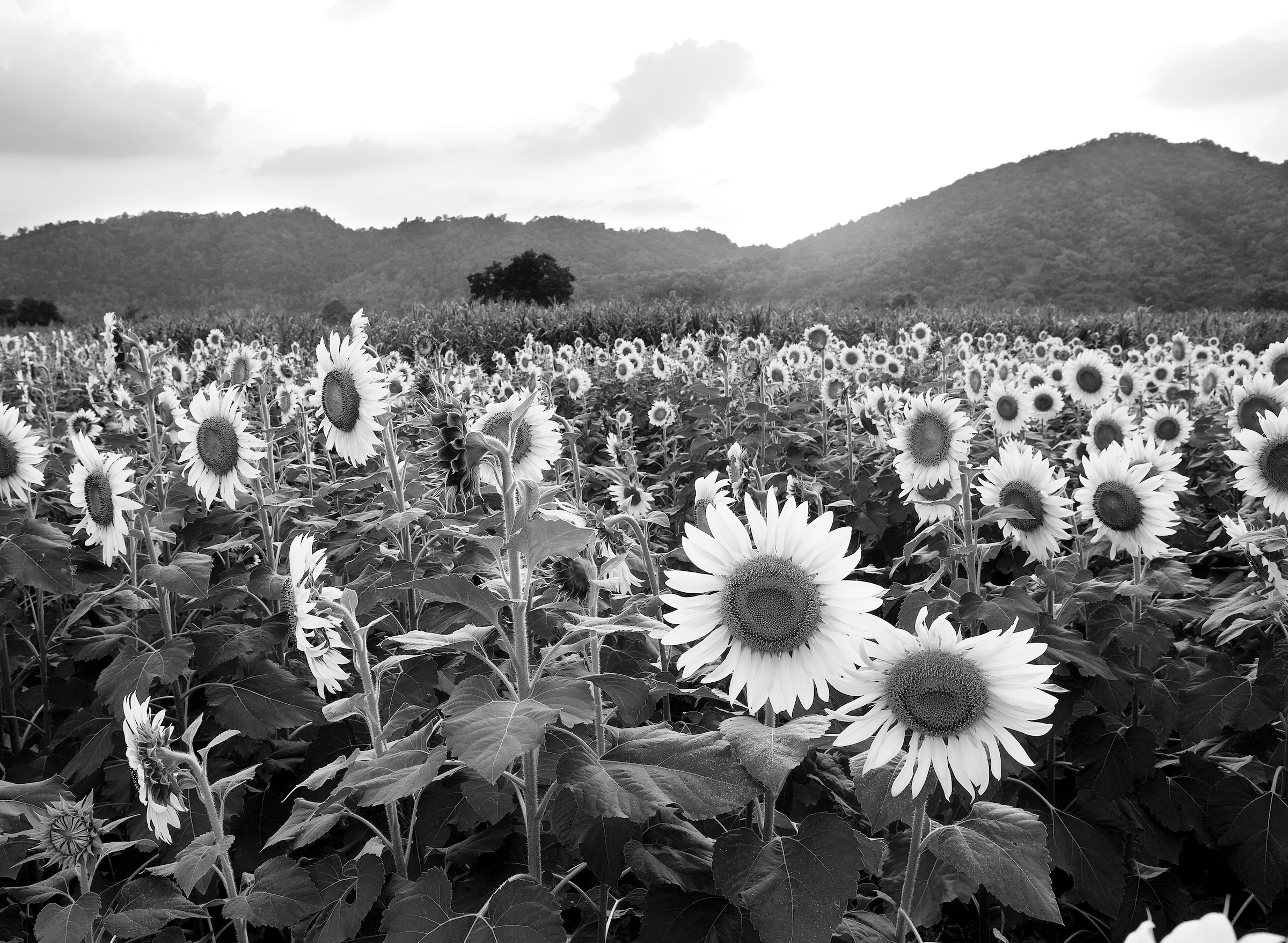 Papermoon Fototapete »Sonnenblumenfeld Schwarz & Weiß« günstig online kaufen