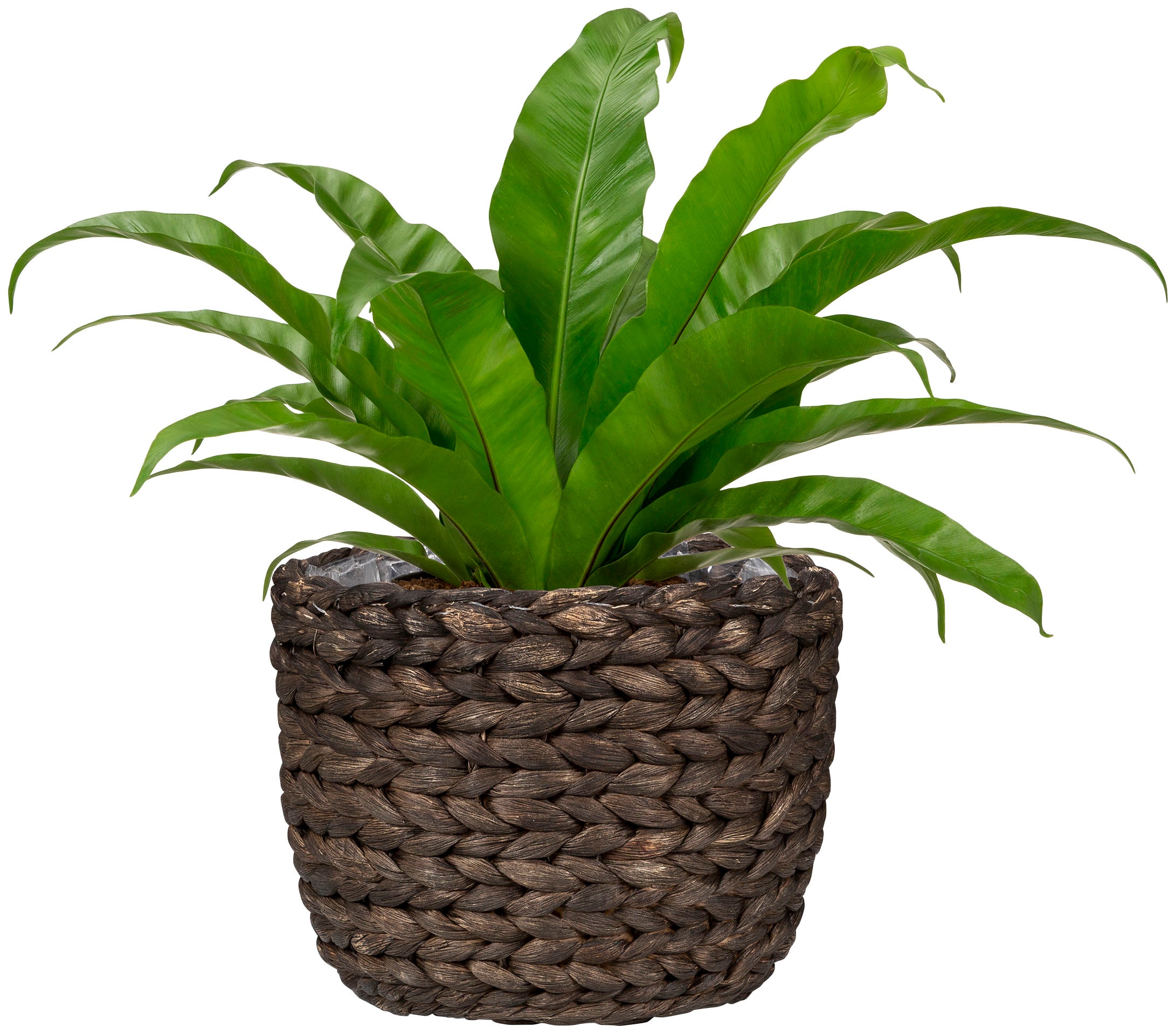 Scheurich Wasserhyazinthentopf »brown 25/505«