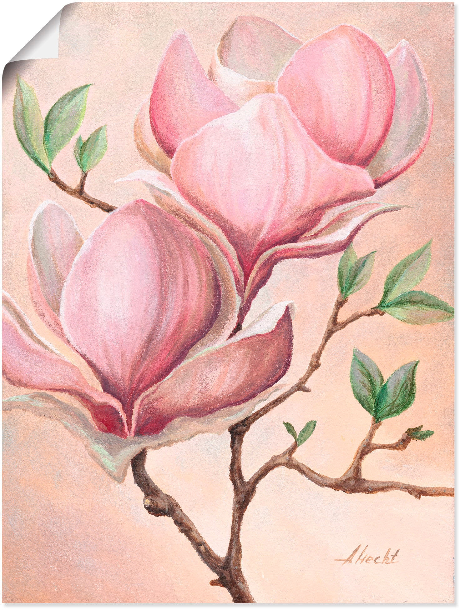 Artland Wandbild »Magnolienblüten«, Blumen, (1 Größen auf Leinwandbild, St.), als Rechnung Wandaufkleber in Poster bestellen oder versch. Alubild