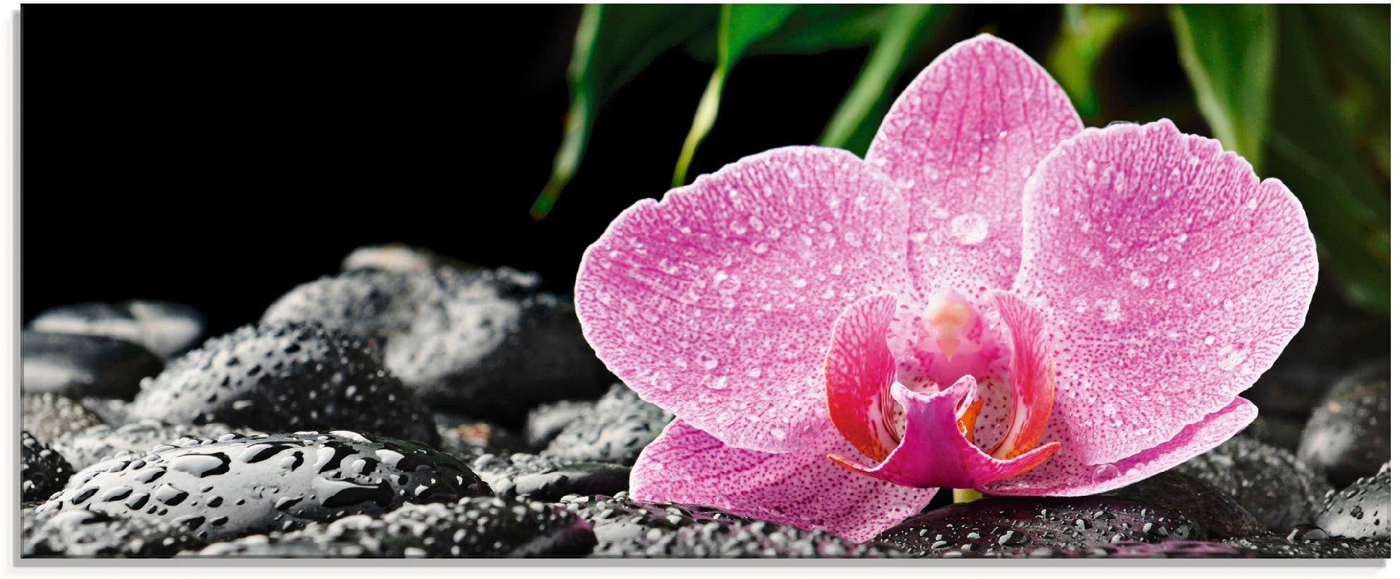 Artland Glasbild "Rosa Orchidee auf schwarzen Zen Steinen", Blumen, (1 St.) günstig online kaufen