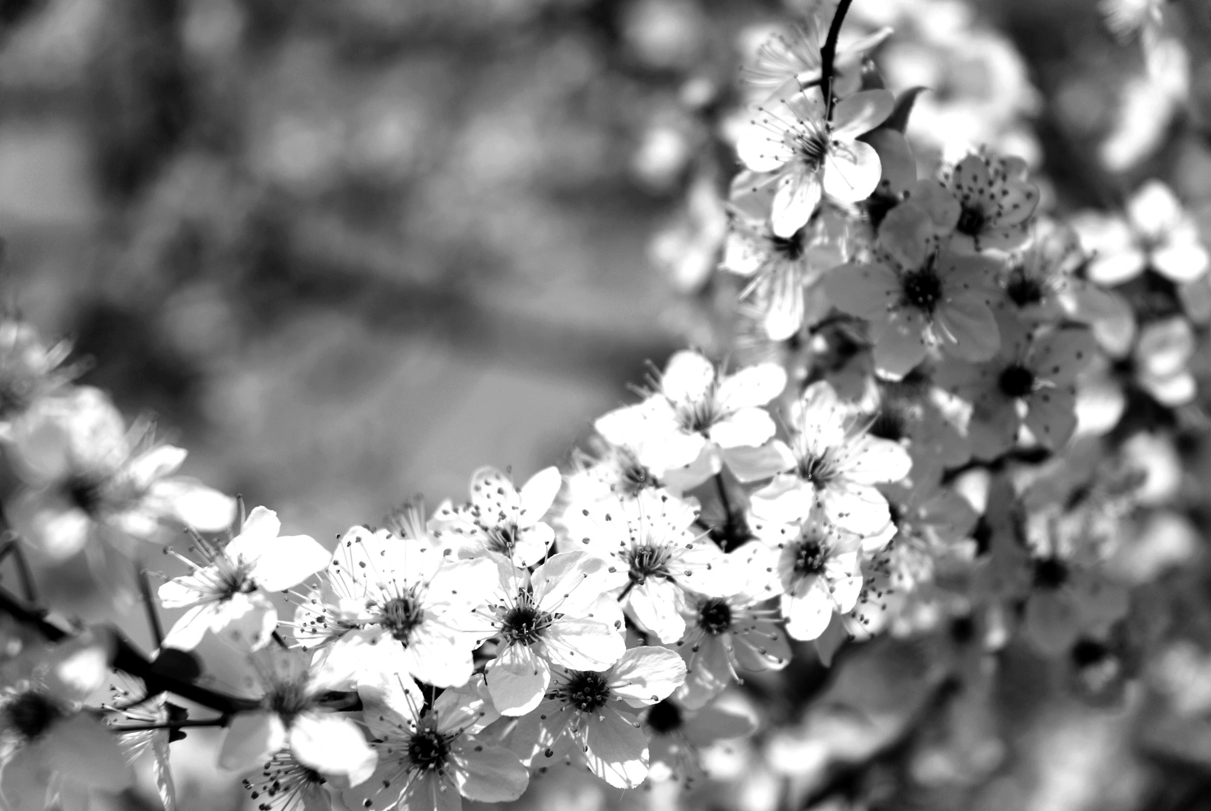 Papermoon Fototapete »Blumen Schwarz & Weiß« günstig online kaufen