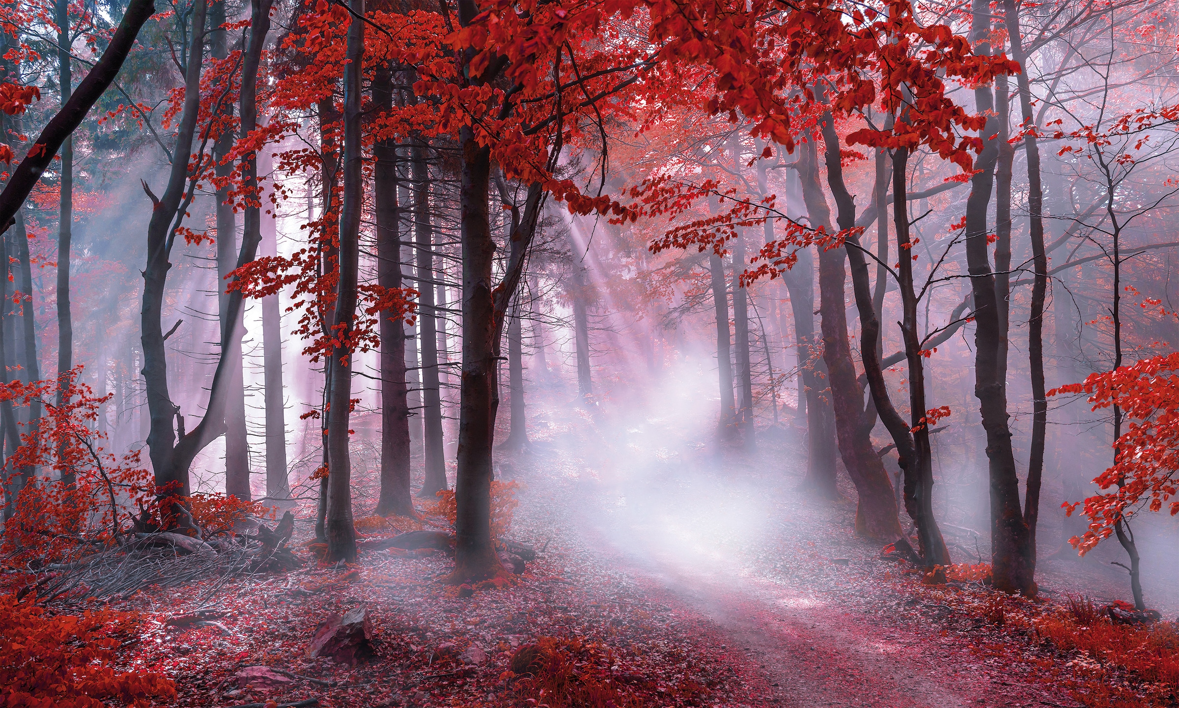Bönninghoff Leinwandbild, Wald-Waldbilder-Bäume-Baumbilder-Natur-Landschaft günstig online kaufen