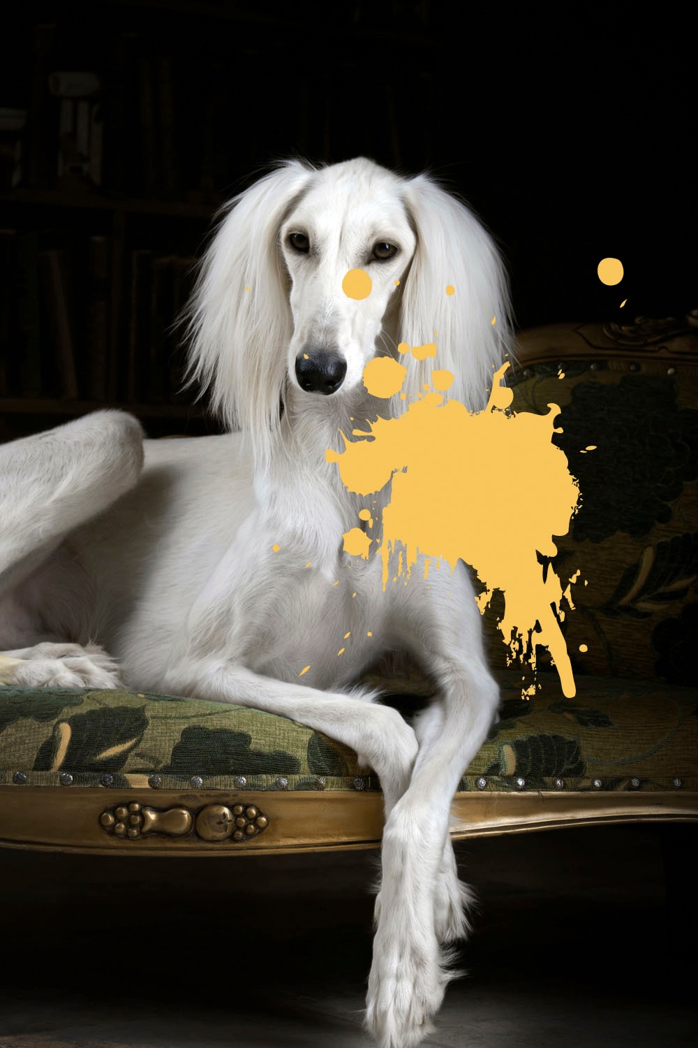 queence Acrylglasbild »Hund mit Farbklecks«, Kunst-Gemälde-Hund-Hundebilder günstig online kaufen