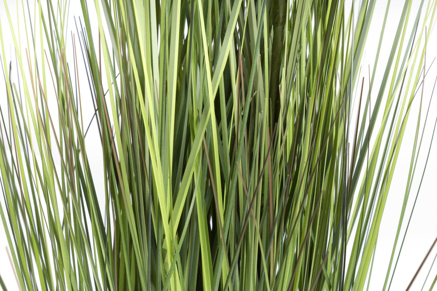 Botanic-Haus Kunstgras »Gras Festuca« günstig online kaufen