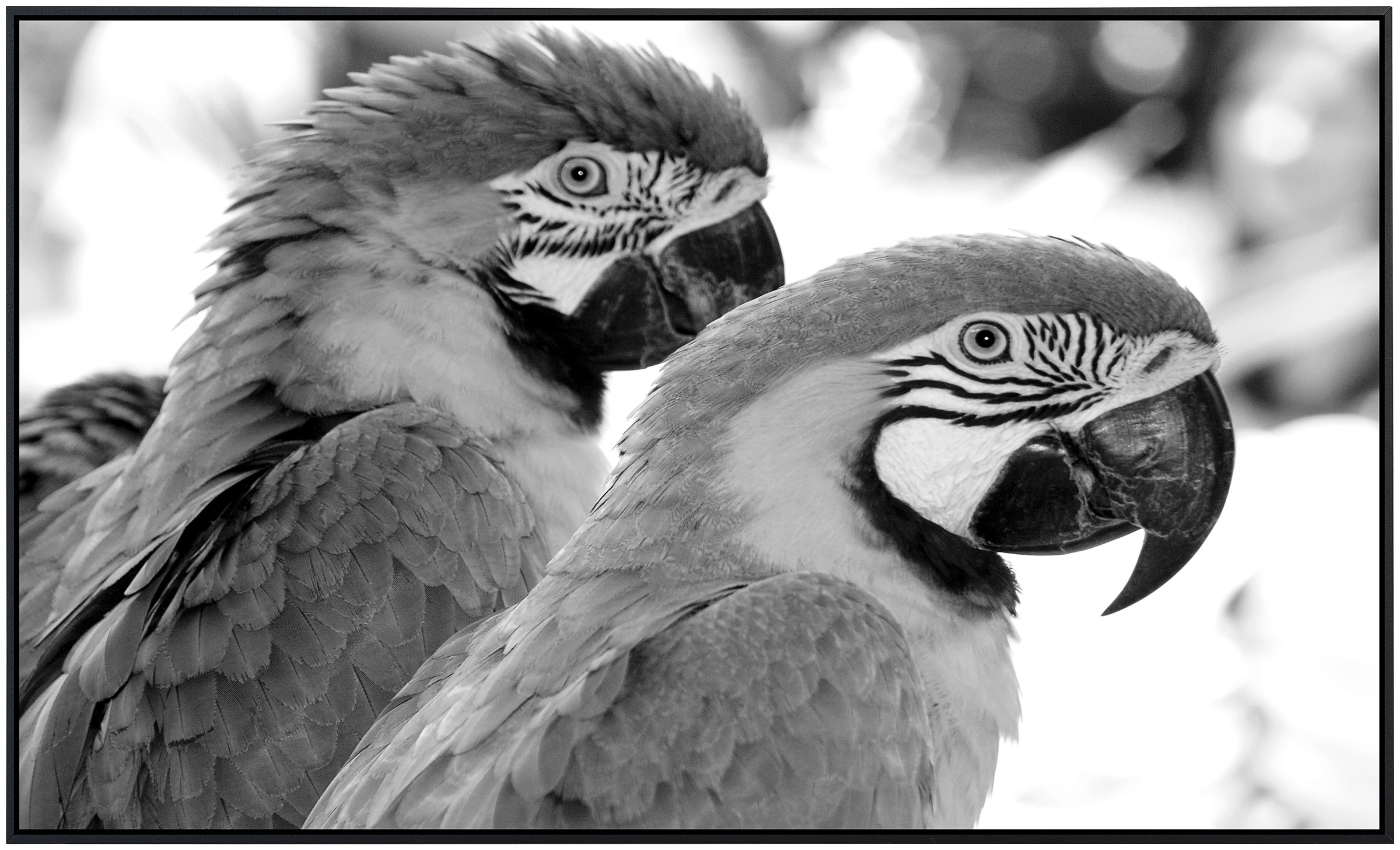 Papermoon Infrarotheizung »Papagei Schwarz & Weiß«, sehr angenehme Strahlun günstig online kaufen