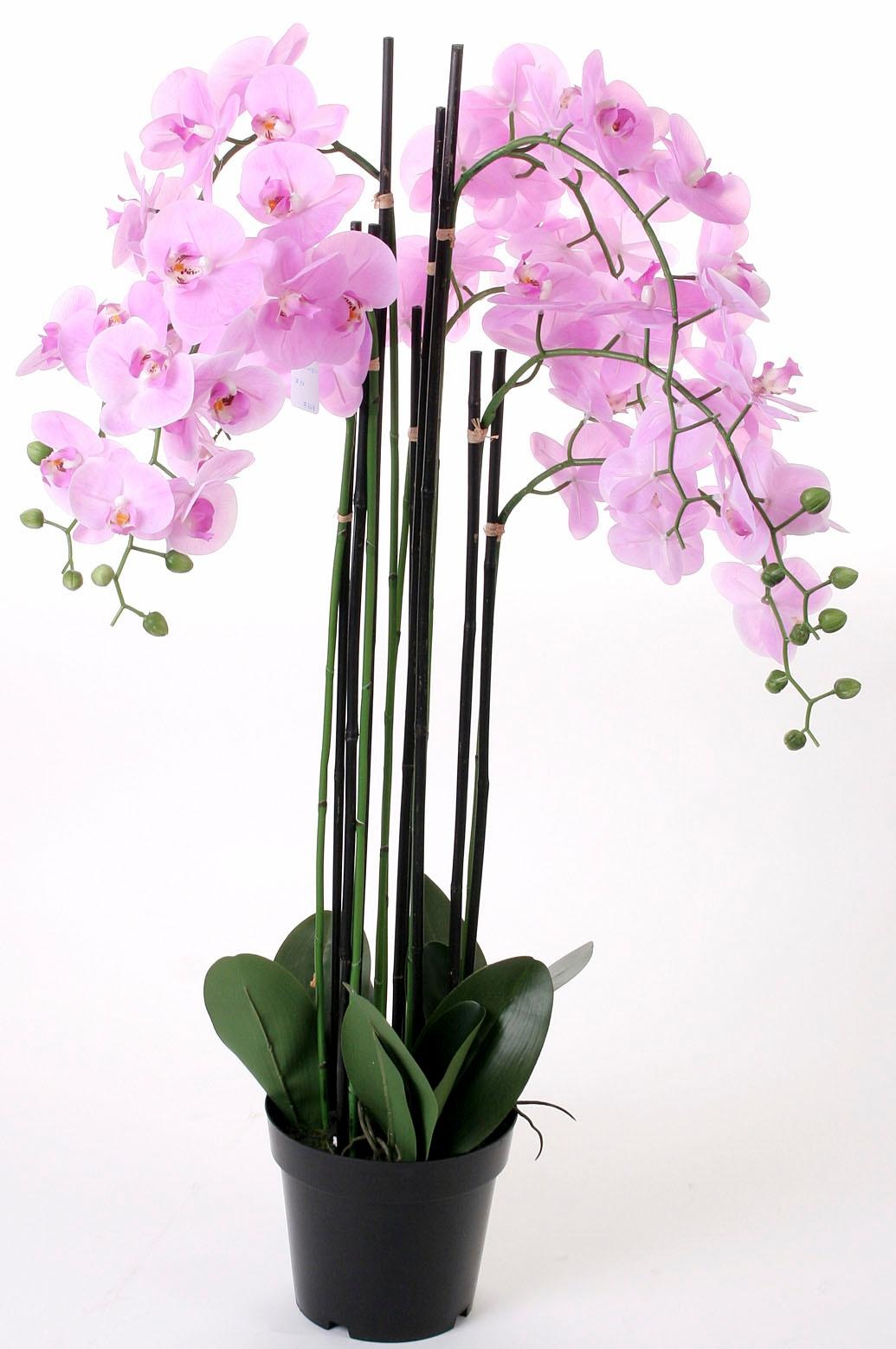 Kunstorchidee Orchidee Xxl Online Kaufen Quelle De
