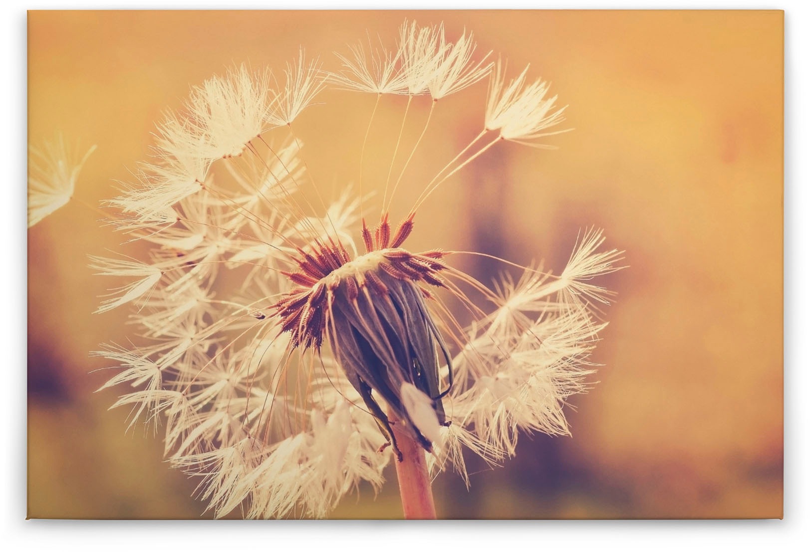 Bricoflor Pusteblume Leinwand Im Querformat Sommer Wandbild Ideal Für Schla günstig online kaufen