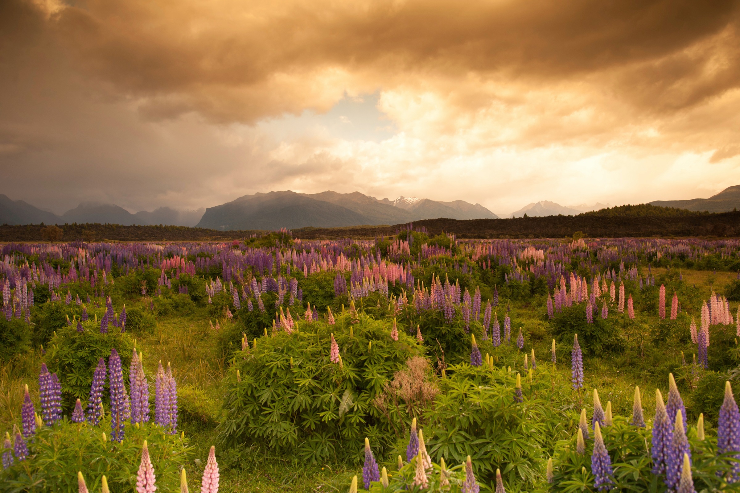 Papermoon Fototapete »GEBIRGE-FLUSS SEE BERGE WALD HIMMEL BACH WIESE BLUMEN günstig online kaufen