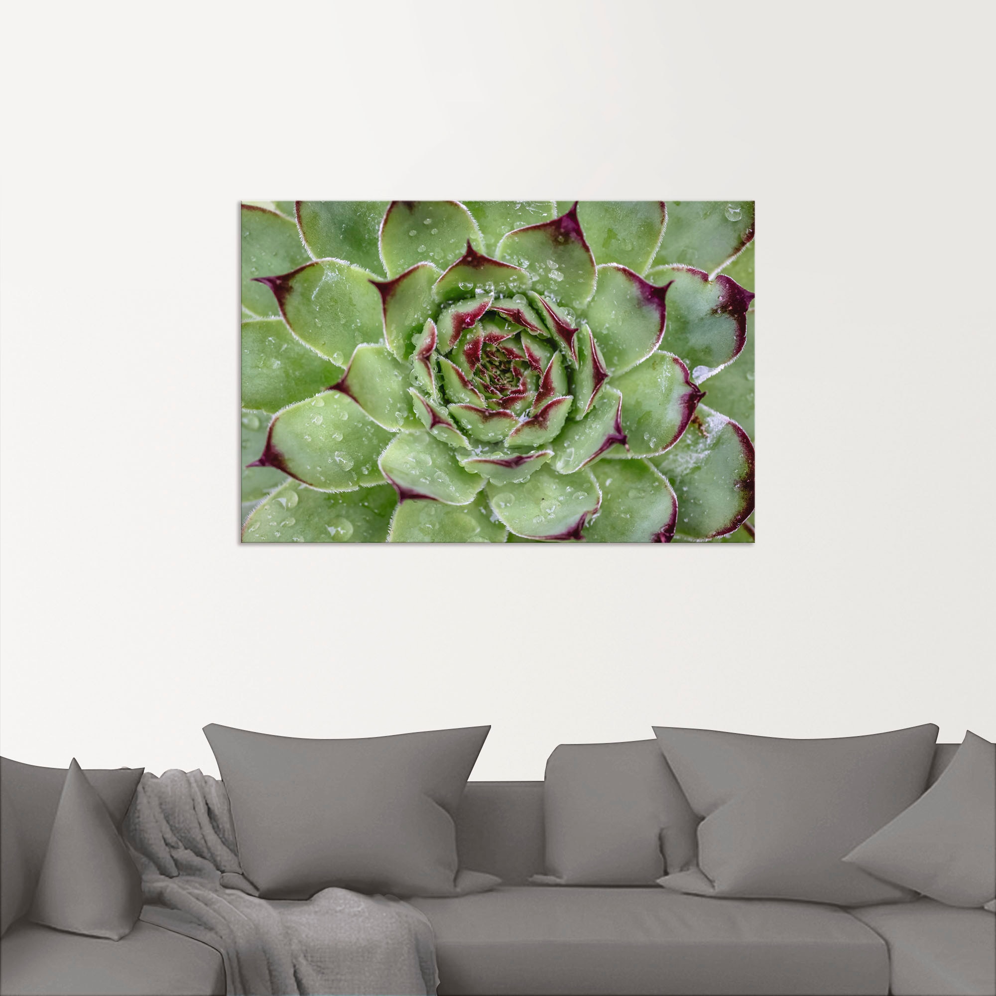Artland Wandbild »Sukkulente mit Regentropfen«, Pflanzenbilder, (1 St.), als Alubild, Outdoorbild, Leinwandbild in verschied. Größen