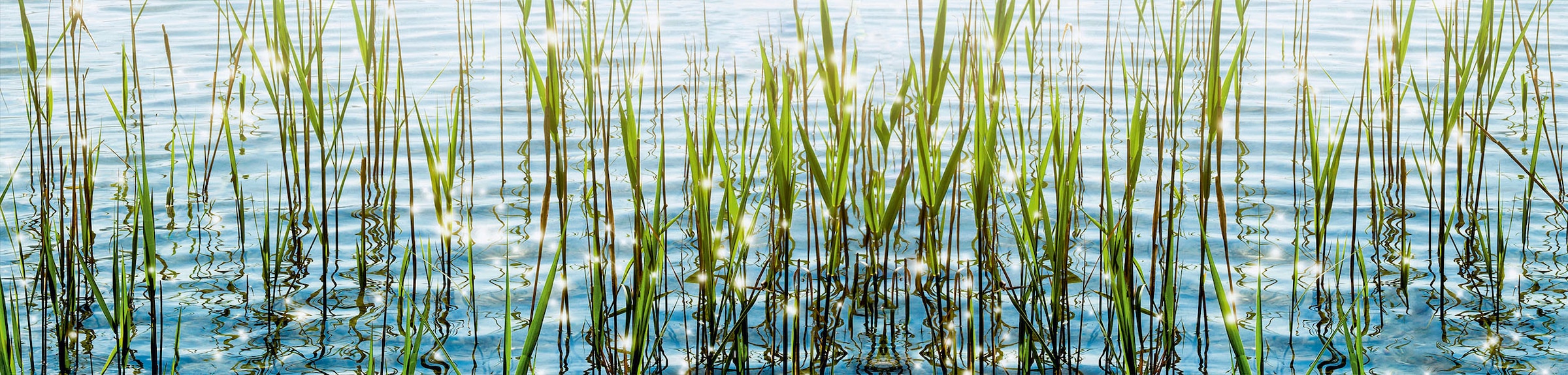 EXPRESS KÜCHEN Küchenrückwand »Seegras« bunt