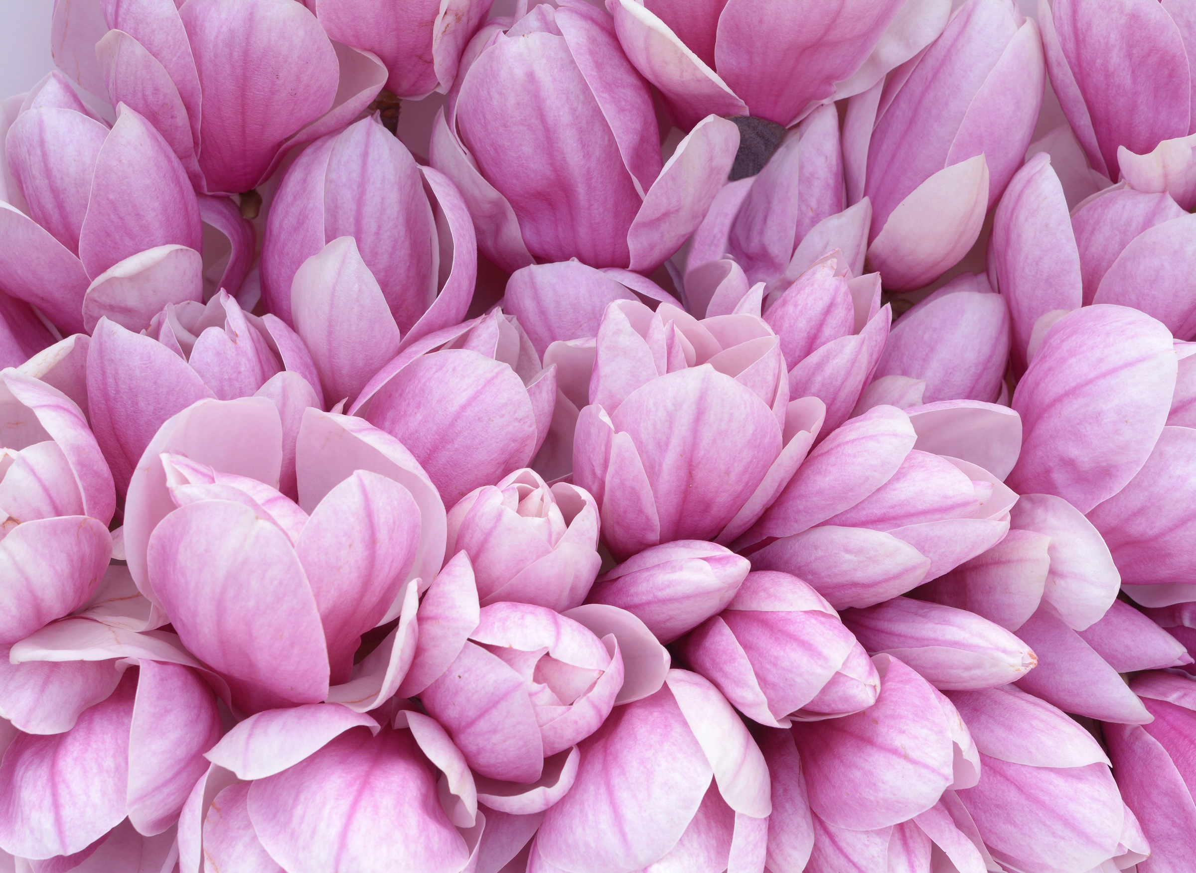 Papermoon Fototapete »Pink Magnolia« glatt günstig online kaufen