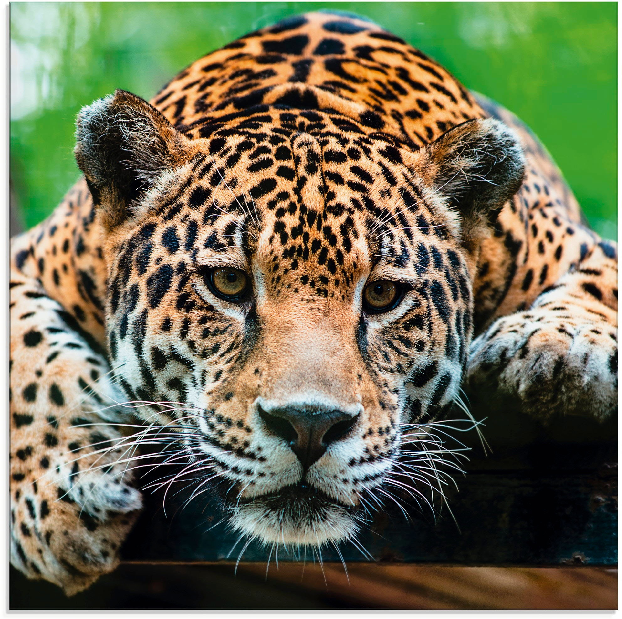 Artland Glasbild »Südamerikanischer Jaguar«, Wildtiere, (1 St.) günstig online kaufen