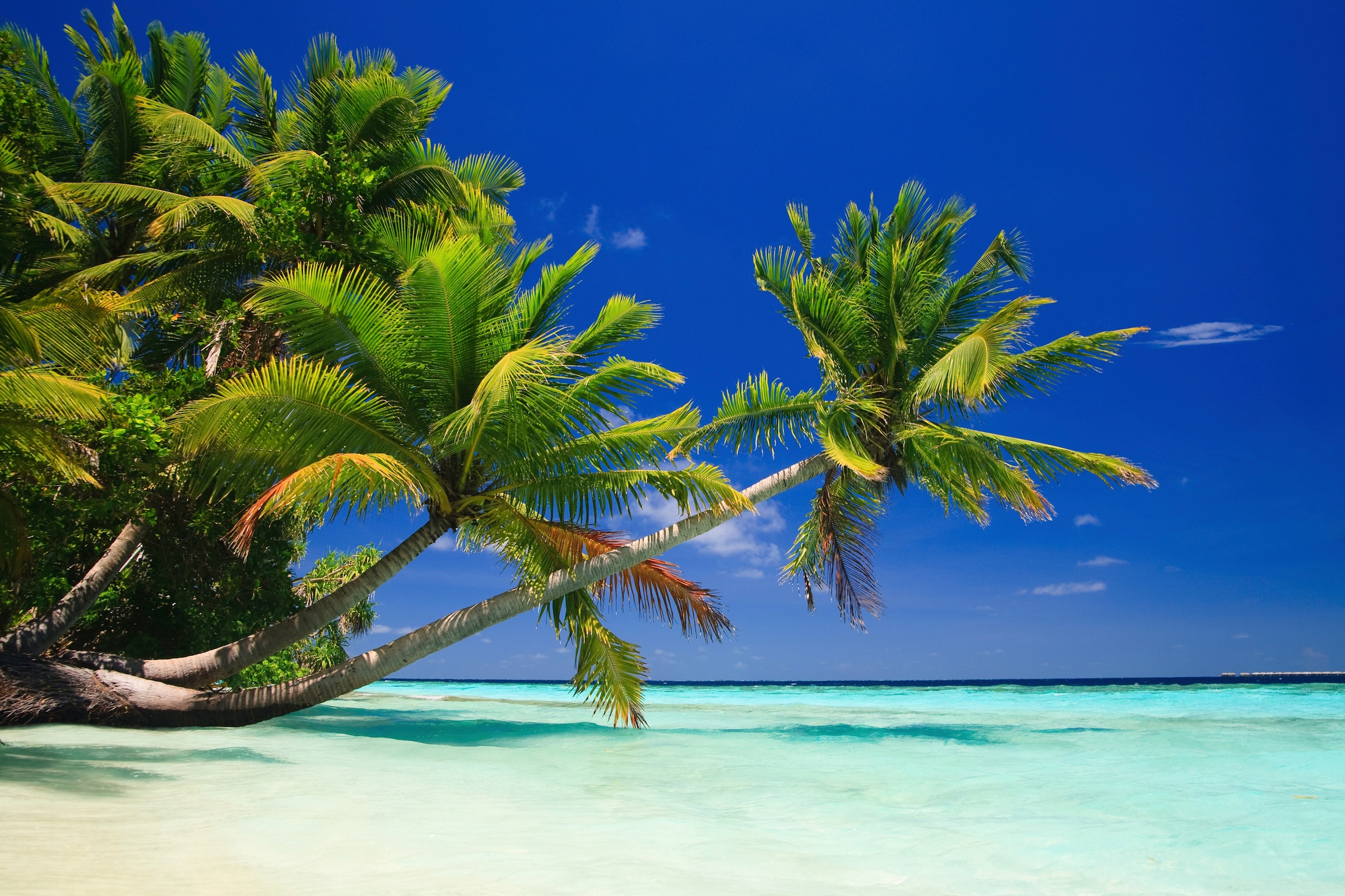 Papermoon Fototapete »PALMEN-STRAND-KARIBIK SÜDSEE MEER OZEAN SEE SONNE DÜN günstig online kaufen