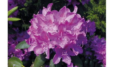 BCM Hecken »Rhododendron 'Roseum Elegans'«, (1 St.), Höhe: 40-45 cm, 1 Pflanze kaufen