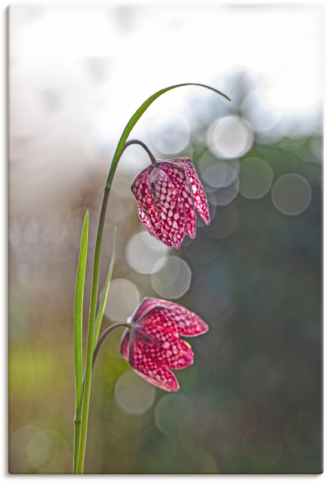 Artland Leinwandbild »Schachbrettblume« Blumenbilder 1 Stk. tlg. auf Keilra günstig online kaufen