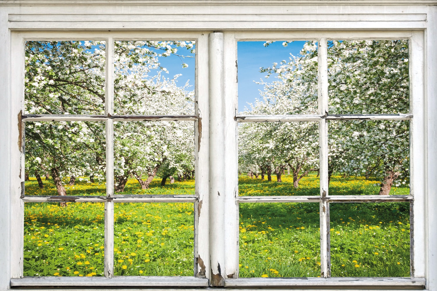 queence Leinwandbild »Apfelbäume« Bäume   Fensterblick   Natur   Wiesen & B günstig online kaufen