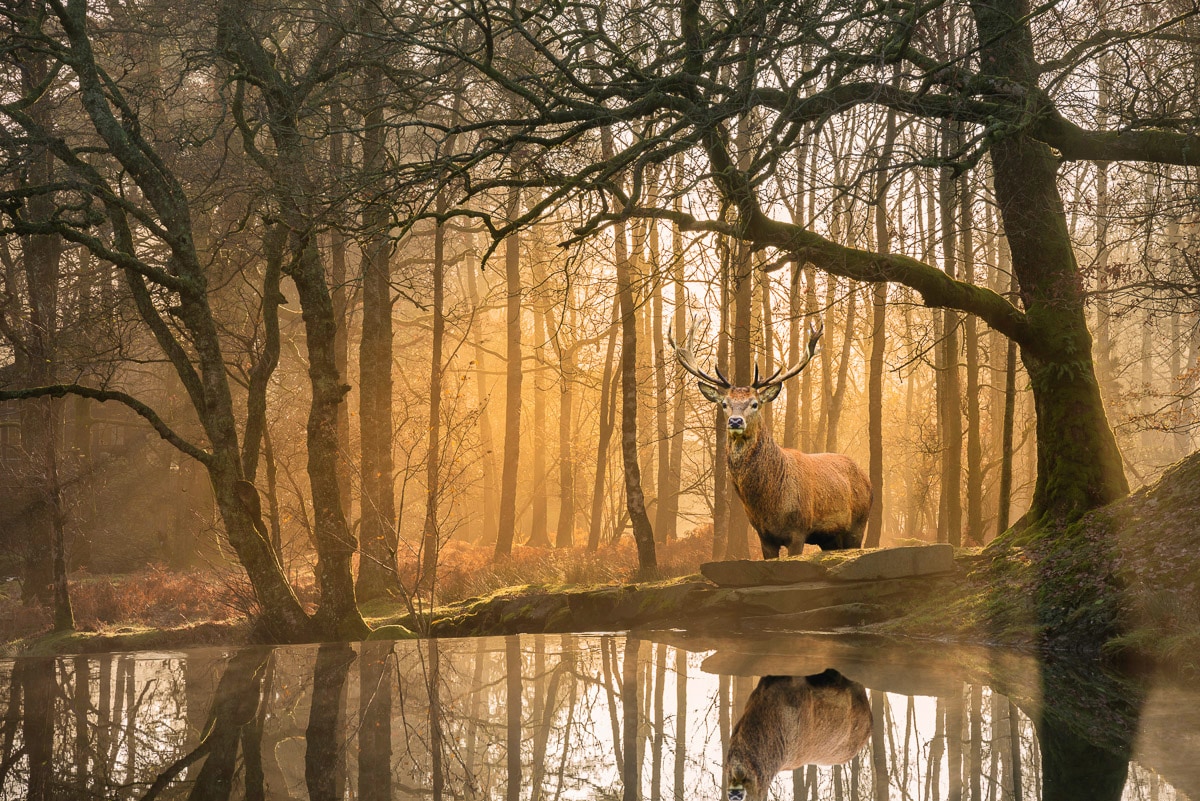 Papermoon Fototapete »Hirsch im Wald« günstig online kaufen