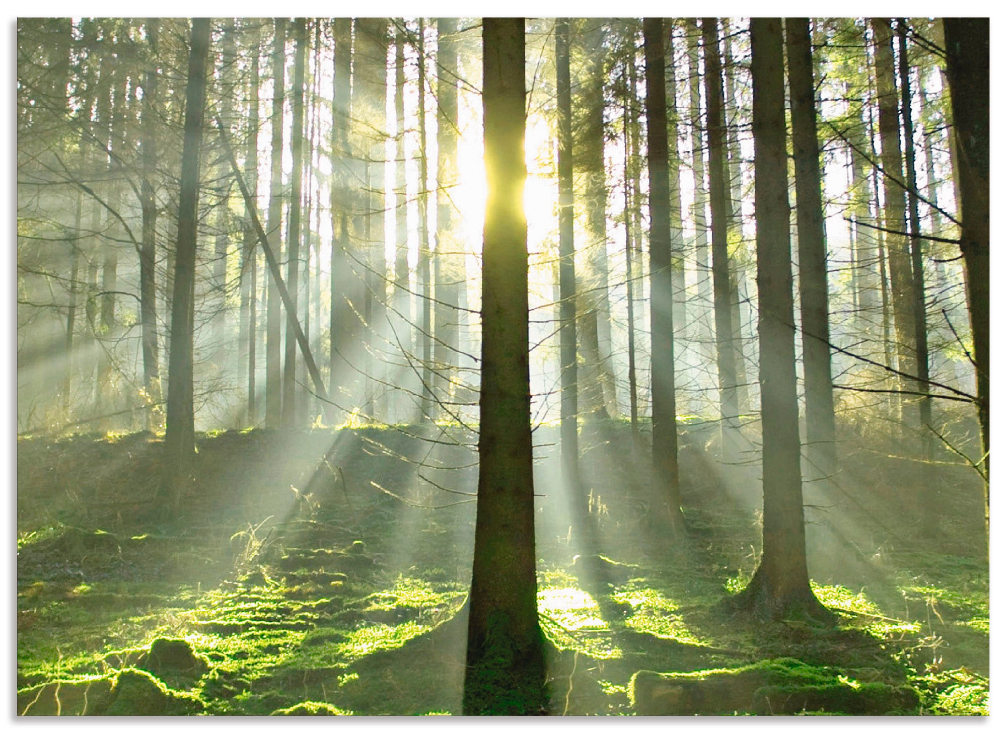 Artland Küchenrückwand »Wald im Gegenlicht«, (1 tlg.), Alu Spritzschutz mit günstig online kaufen