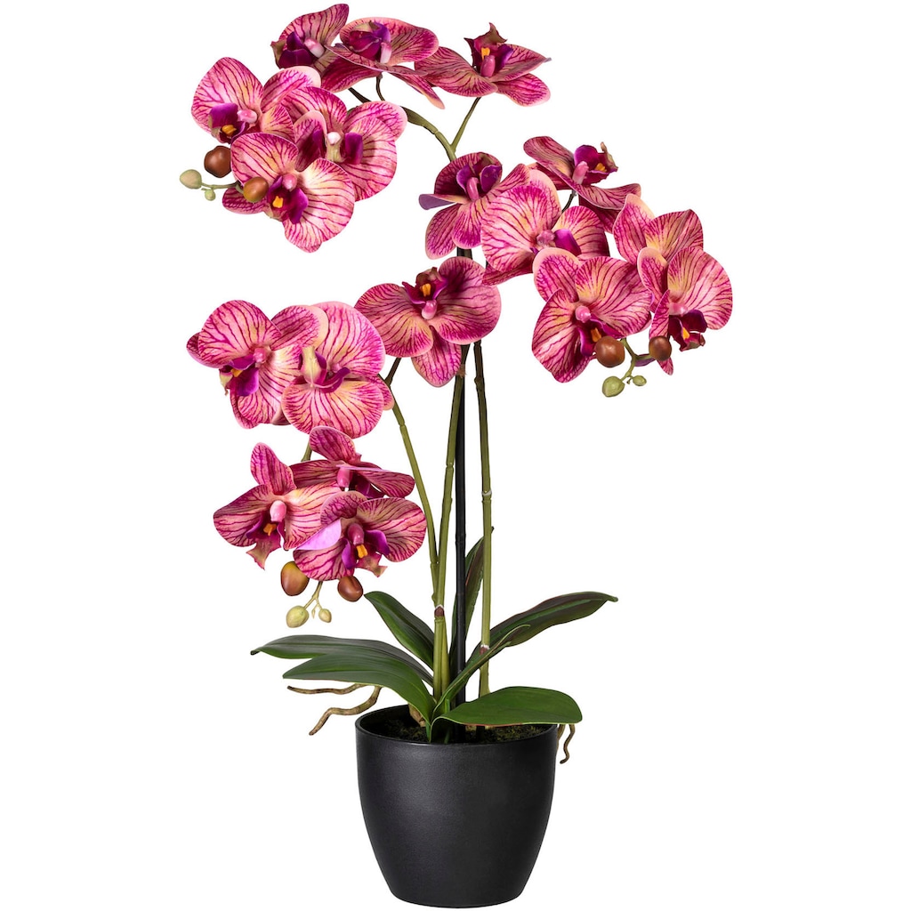 Creativ green Kunstorchidee »Phalaenopsis«