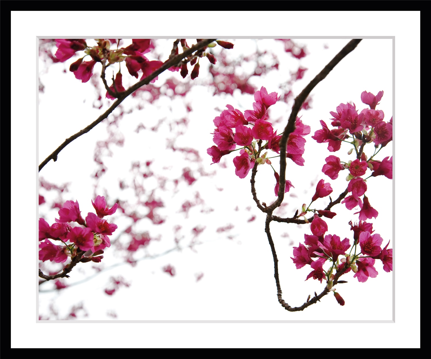 queence Bild »Roxanne«, Blumen, Rosen, gerahmt