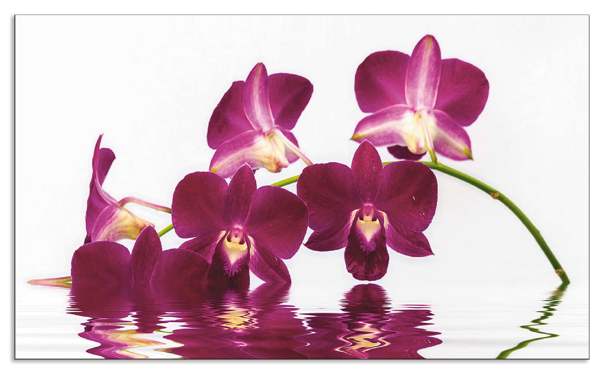 Artland Küchenrückwand »Phalaenopsis Orchidee«, (1 tlg.), Alu Spritzschutz günstig online kaufen