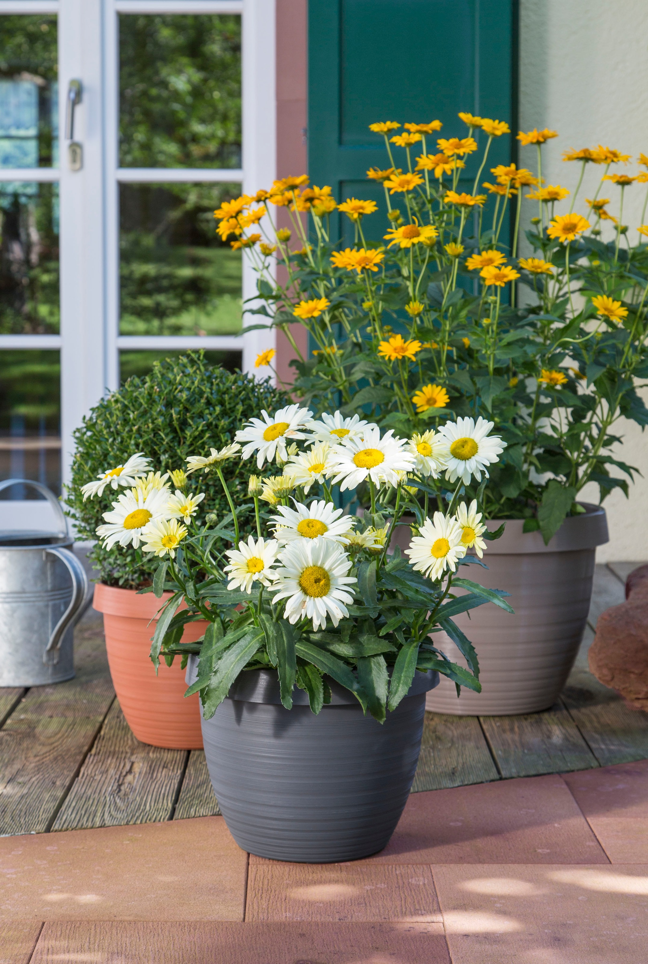 Scheurich Blumentopf »48/270 COUNTRY STAR 48«