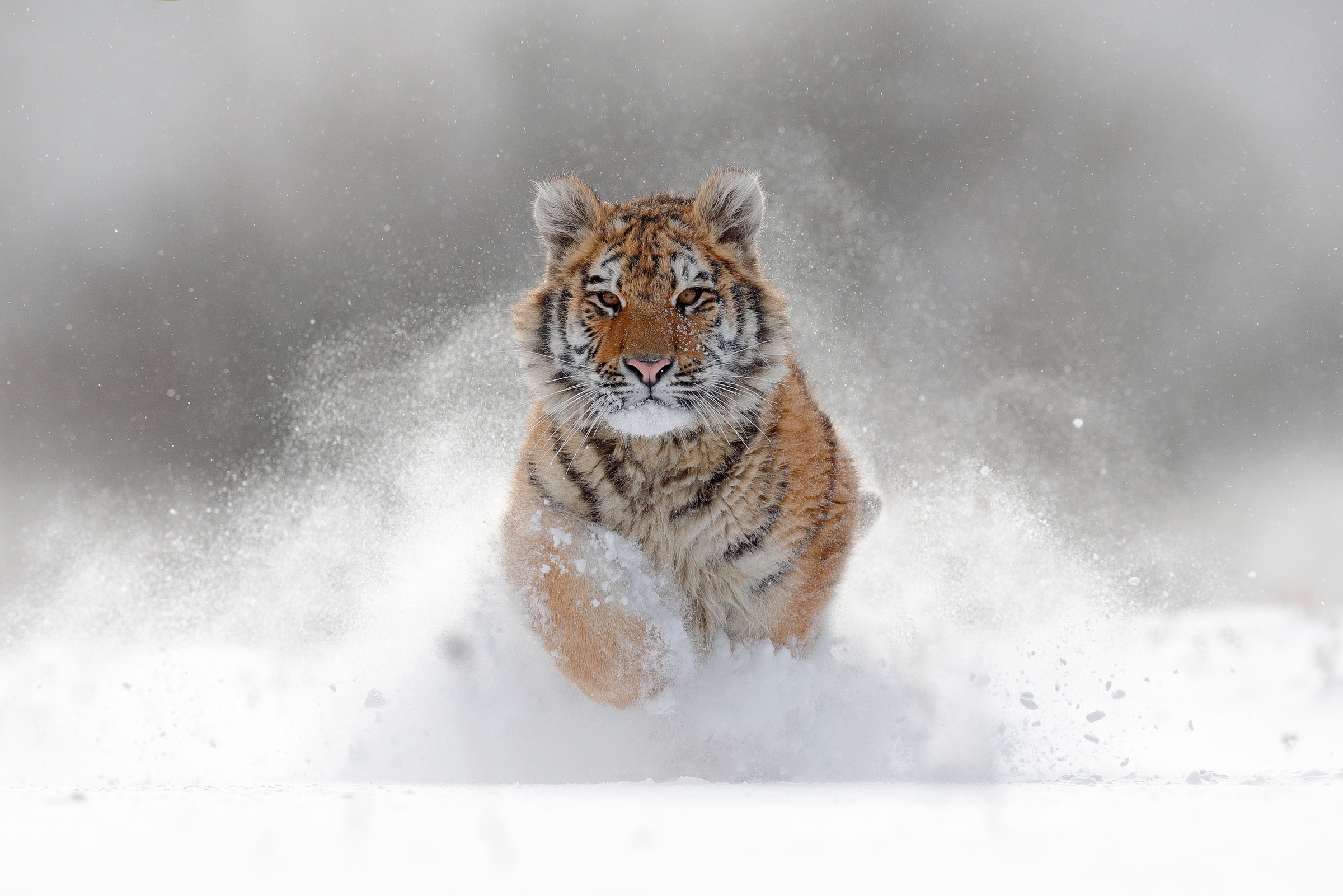 Papermoon Fototapete »Siberian Tiger« glatt günstig online kaufen