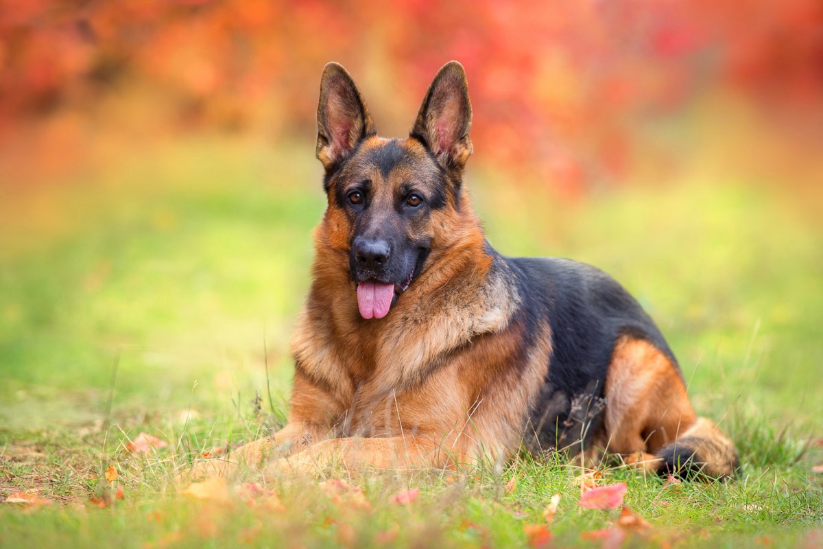 Papermoon Fototapete »Hund in Natur«