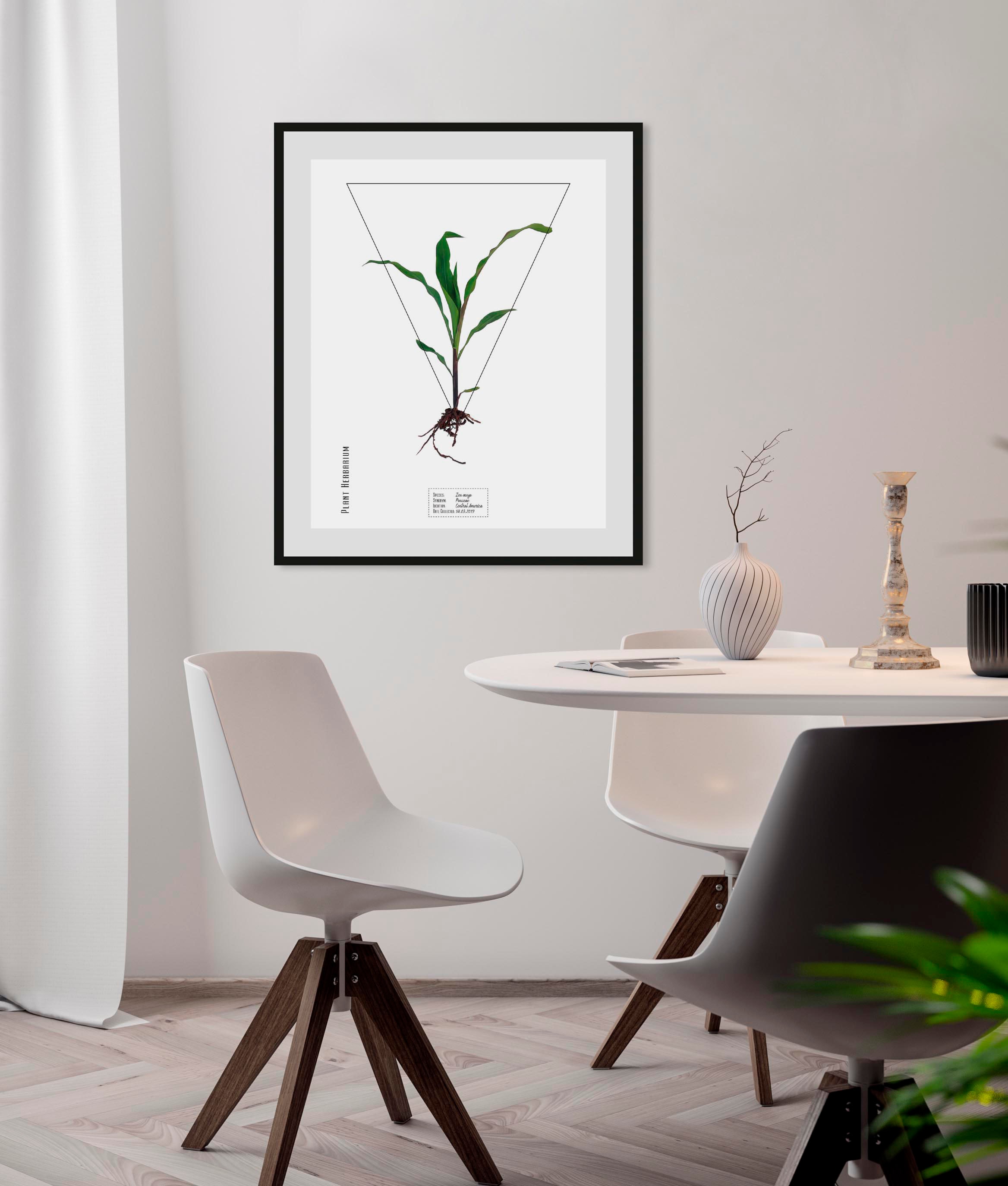 queence Bild »Zea mays«, (1 St.) günstig online kaufen