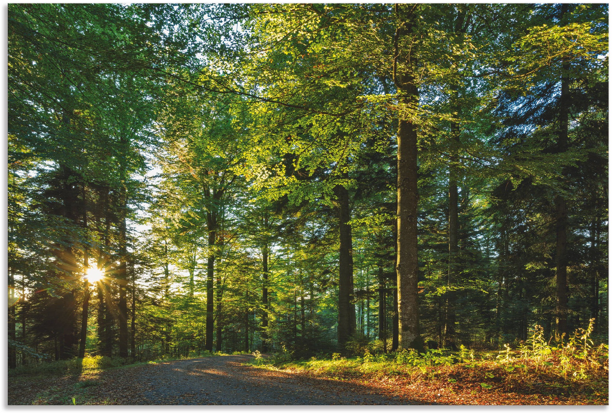 Artland Wandbild "Waldweg im Romantischen Schwarzwald", Waldbilder, (1 St.) günstig online kaufen