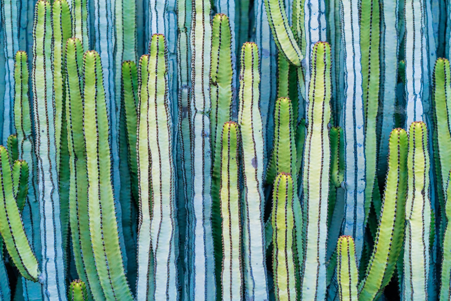 queence Leinwandbild »Cactus« Pflanzen   Pflanzenbilder 1 Stk. tlg. mit seh günstig online kaufen