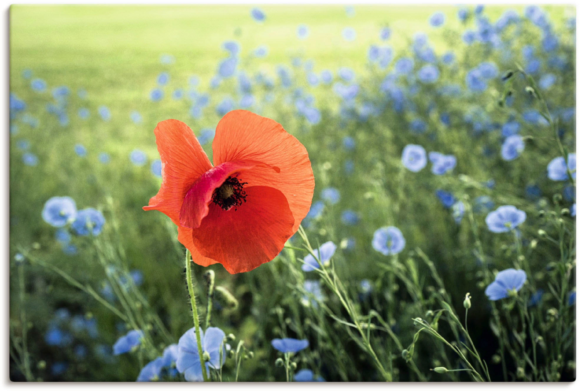 Artland Leinwandbild »Mohnblüte III«, Blumenbilder, (1 St.), auf Keilrahmen günstig online kaufen