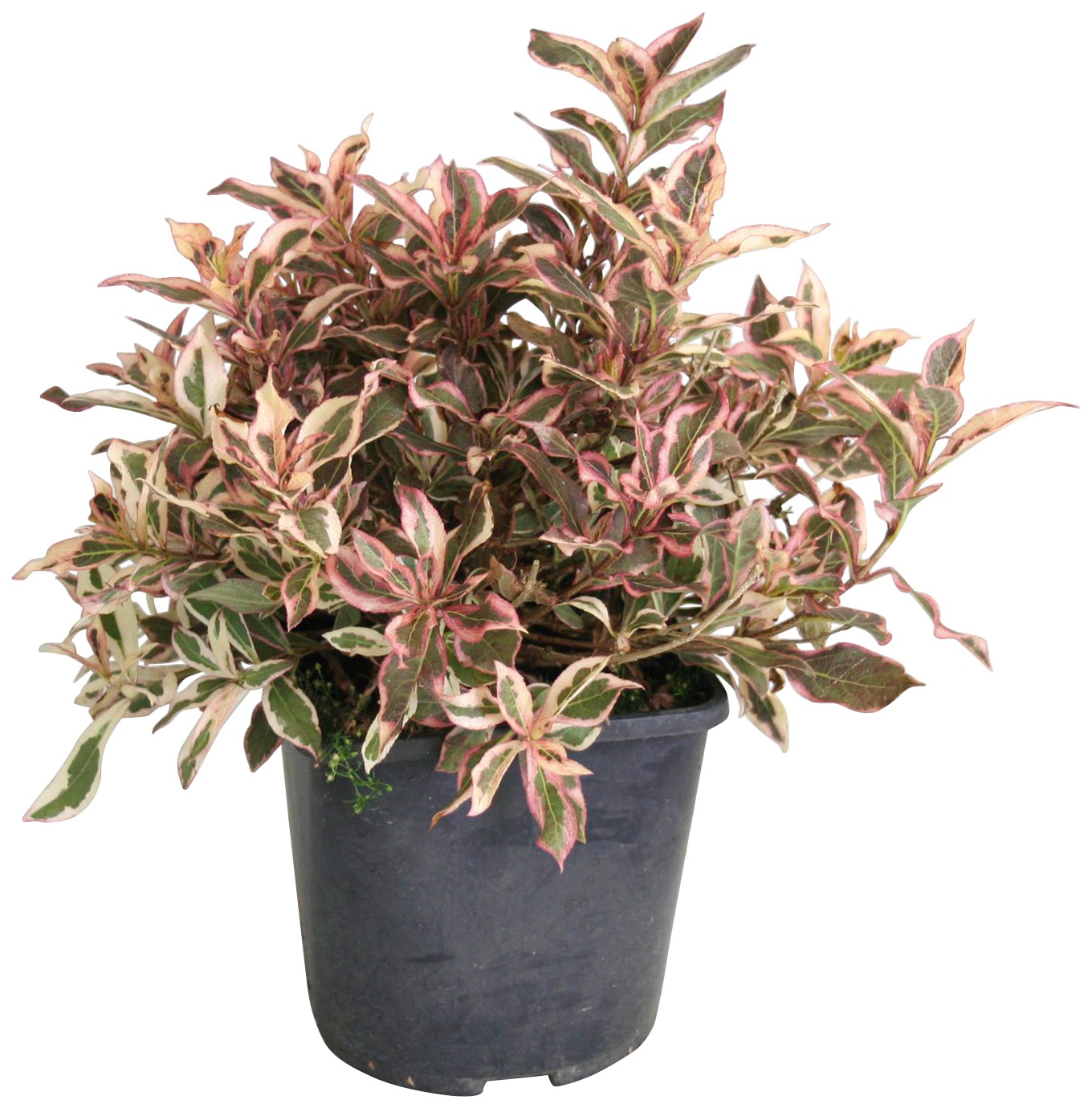 BCM Gehölze »Weigelie 'Monet' ®«, (1 St.), Höhe: 50-60 cm, 1 Pflanze kaufen