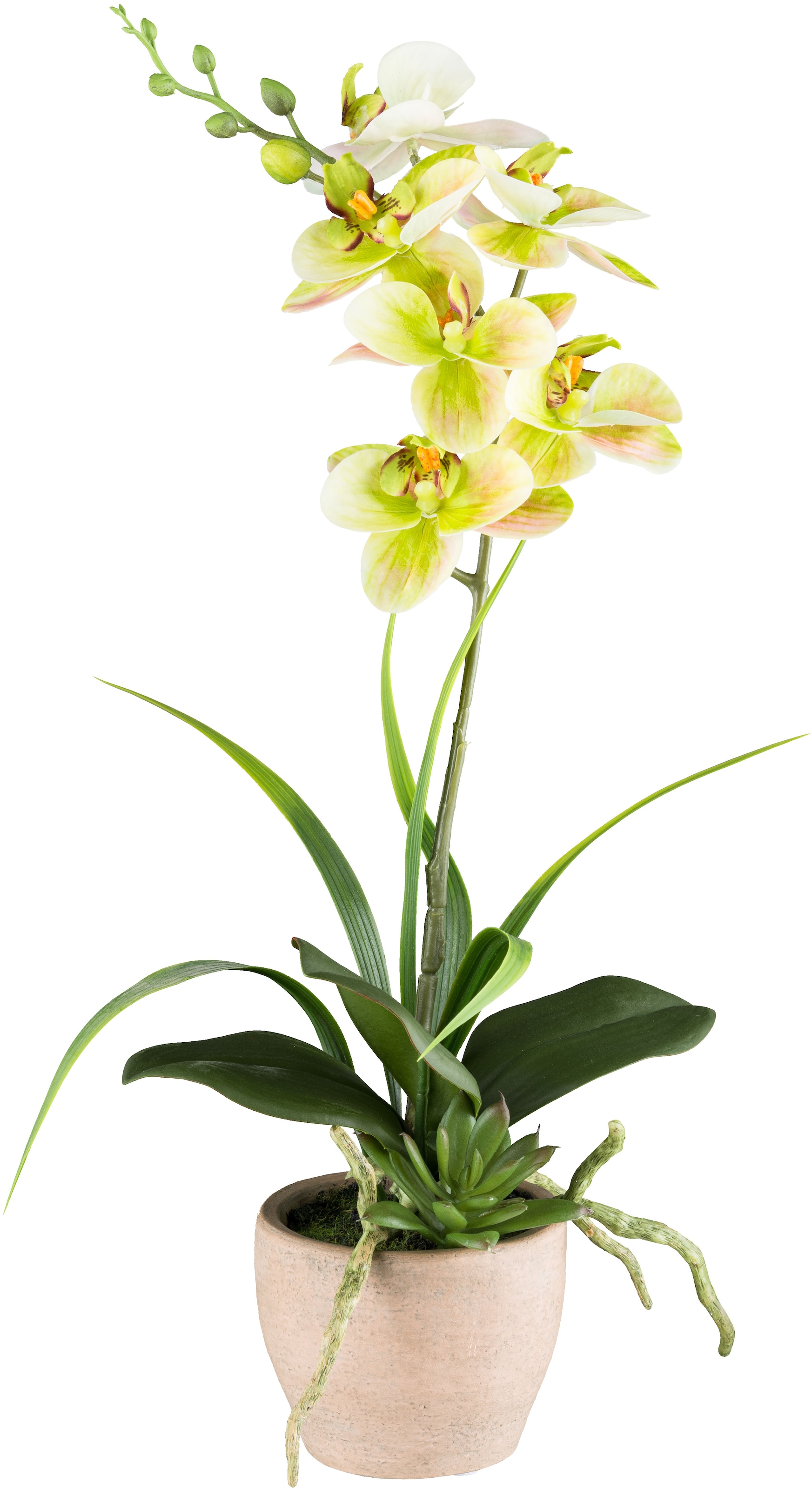 Creativ green Kunstorchidee »Orchidee Phalaenopsis«, mit Sukkulenten und Graszweigen arrangiert