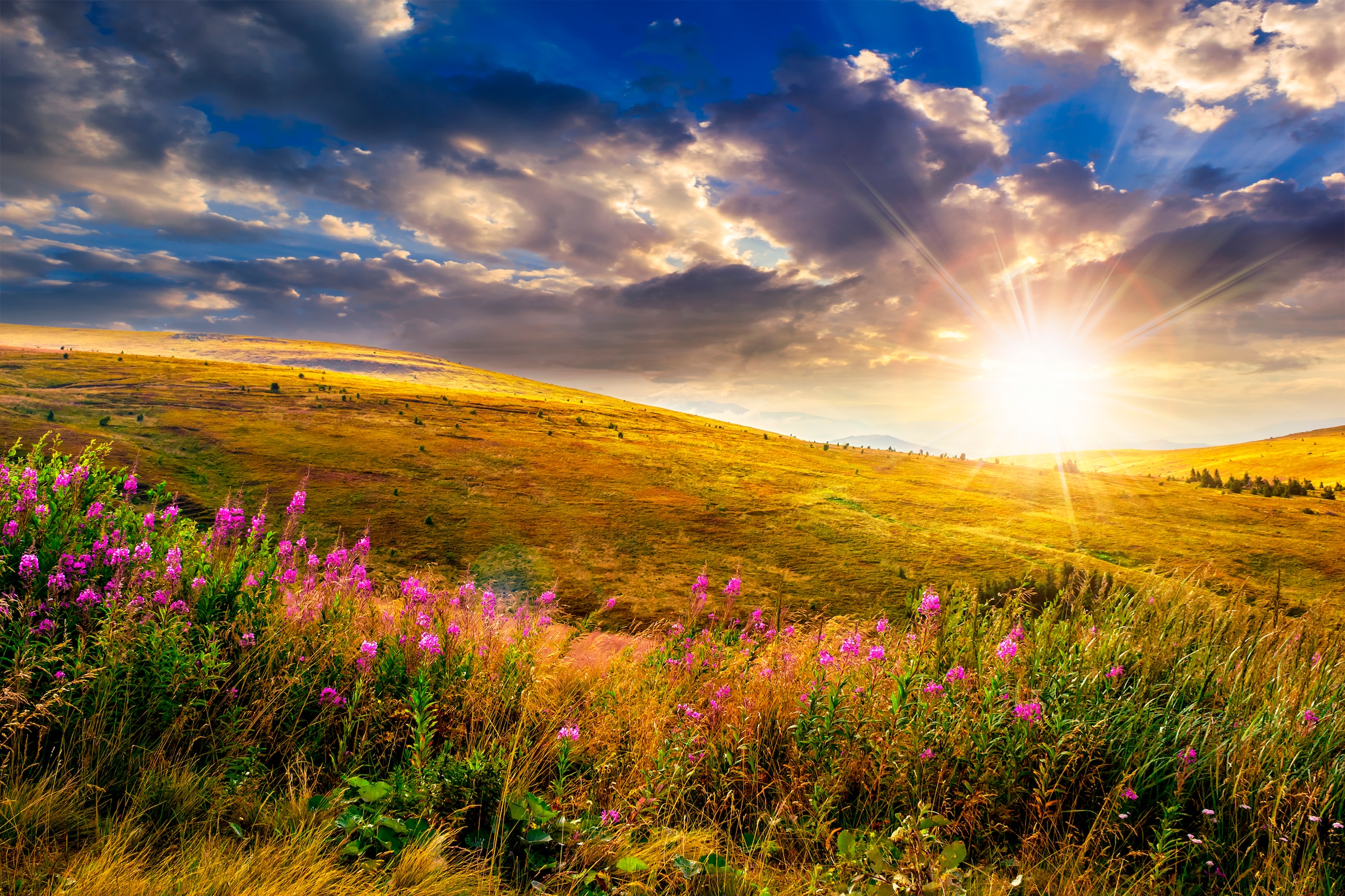 Papermoon Fototapete »Wild Flowers Mountain Sunset« glatt günstig online kaufen