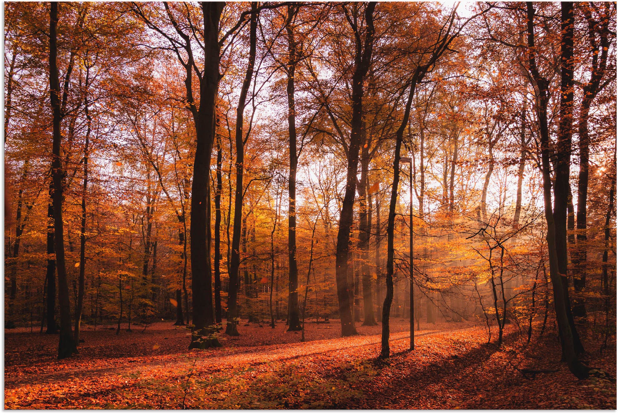 Artland Wandbild »Sonnenaufgang im Herbst II«, Wald, (1 St.), als Alubild, günstig online kaufen