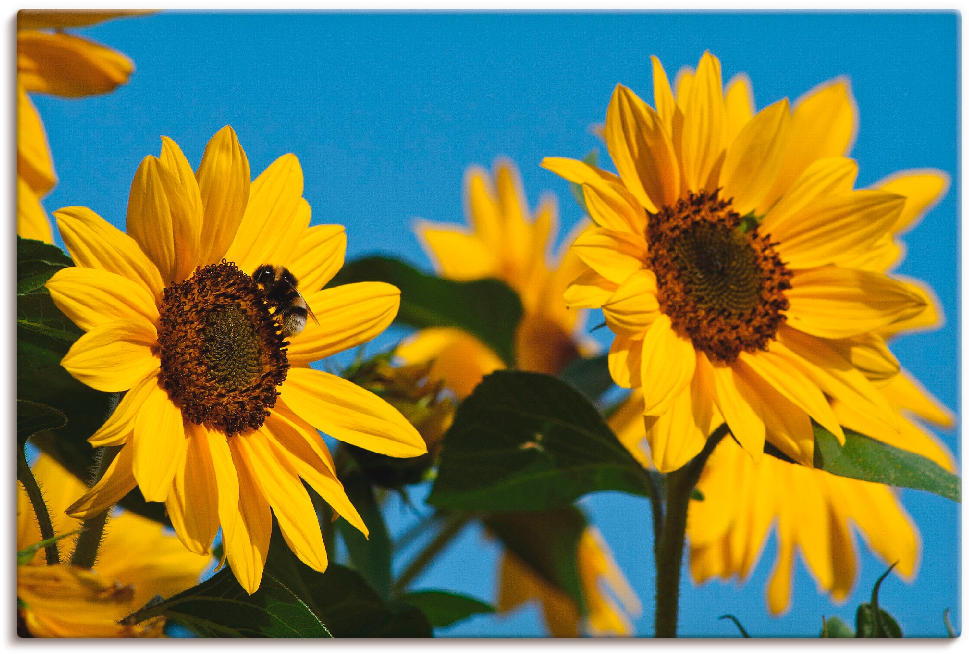 Artland Leinwandbild »Sonnenblumen«, Blumen, (1 St.), auf Keilrahmen gespan günstig online kaufen